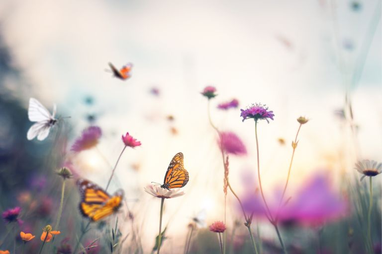 Significado espiritual de los colores de las mariposas: Explique