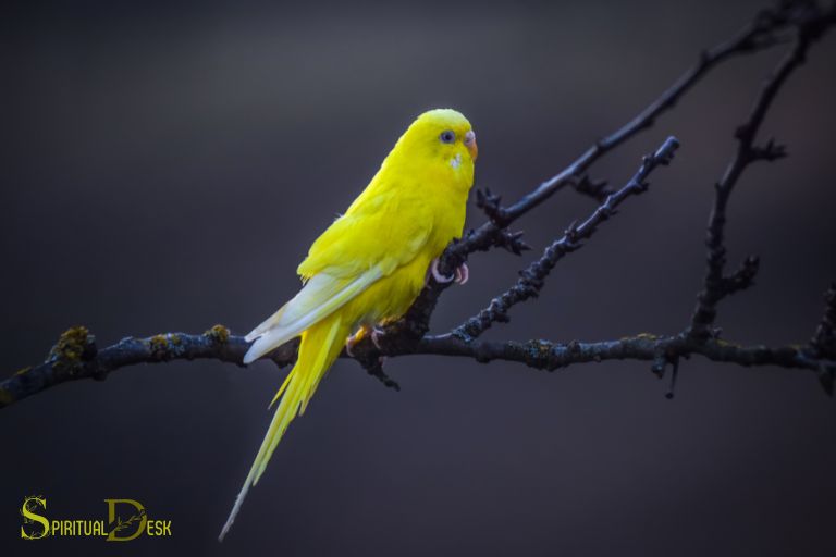 ¿Cuál es el significado espiritual del pájaro amarillo?