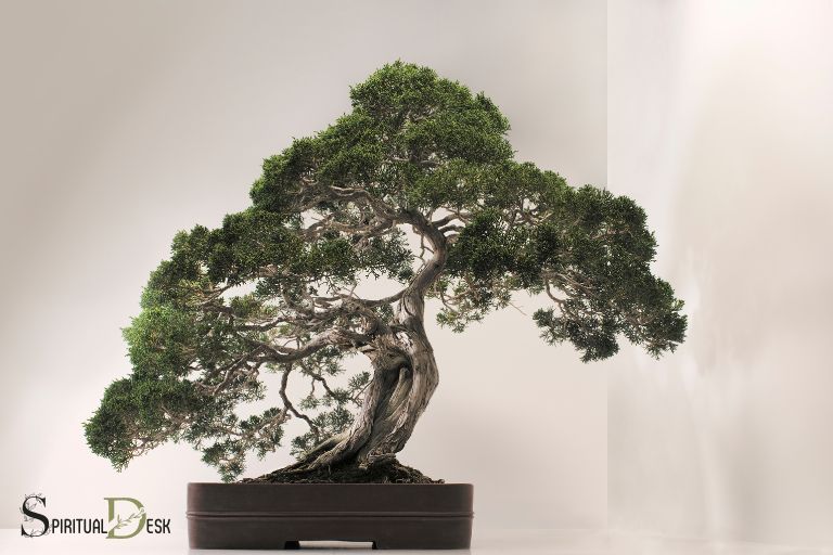 ¿Cuál es el significado espiritual de un bonsái? ¡Paz!