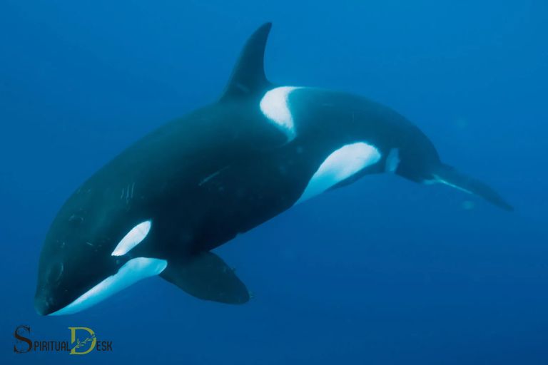 El significado espiritual de las ballenas Una guía